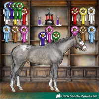 Horse Color:Buckskin Appaloosa