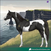 Horse Color:Liver Chestnut Tobiano 