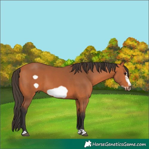 Horse Color:Bay Frame 
