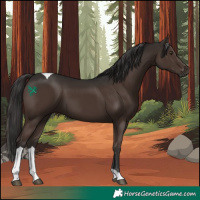 Horse Color:Liver Chestnut Tobiano 