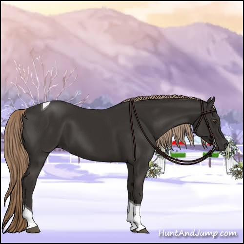 Horse Color:Liver Chestnut Tobiano