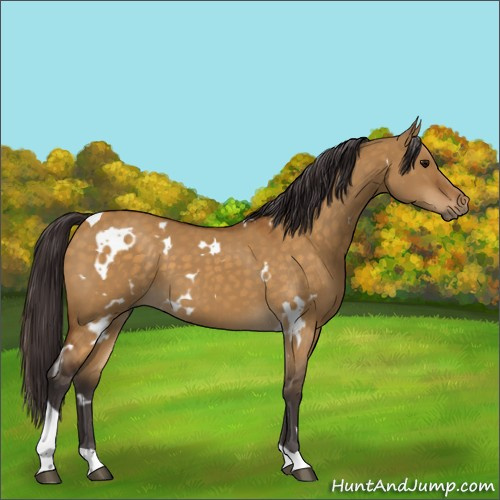 Horse Color:White Spotted Buckskin Dun Tobiano 