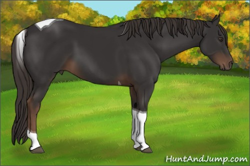 Horse Color:Liver Chestnut Tobiano 