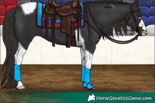 Horse Color:Liver Chestnut Tobiano 