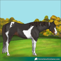 Horse Color:Liver Chestnut Tobiano 