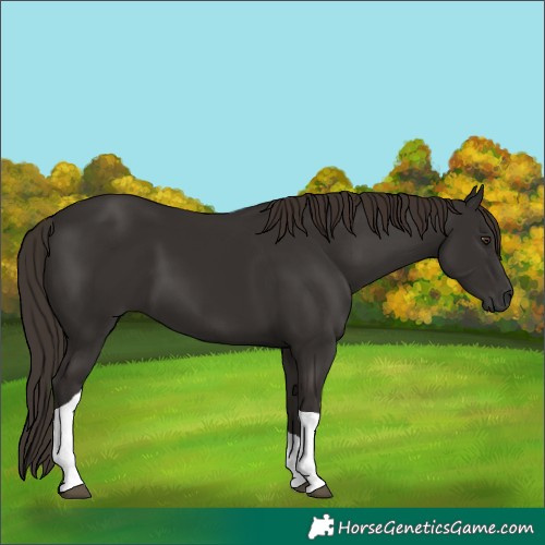 Horse Color:Liver Chestnut Tobiano 