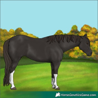 Horse Color:Liver Chestnut Tobiano 