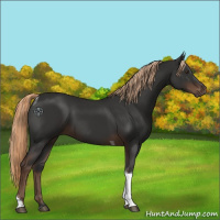 Horse Color:Liver Chestnut Tobiano 