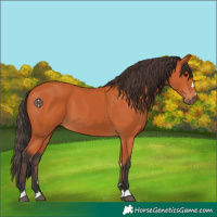 Horse Color:Bay 