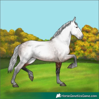 Horse Color:Gray Bay 
