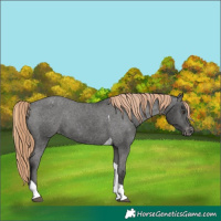 Horse Color:Liver Chestnut Tobiano Varnish 