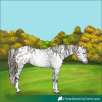 Horse Color:Gray Smoky Grullo Splash Appaloosa 
