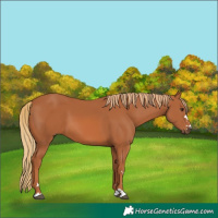 Horse Color:Chestnut 