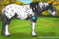 Horse Color:White Spotted Black Splash Tobiano Frame Appaloosa 