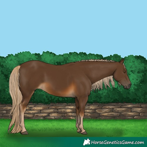 Horse Color:Chocolate Palomino