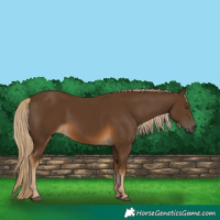 Horse Color:Chocolate Palomino 