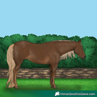 Horse Color:Chocolate Palomino 