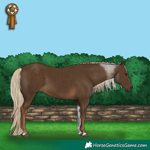 Horse Color:Chocolate Palomino Tobiano 