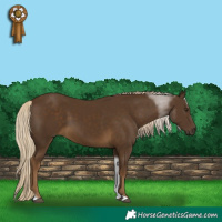 Horse Color:Chocolate Palomino Tobiano 