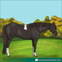 Horse Color:Liver Chestnut Tobiano 