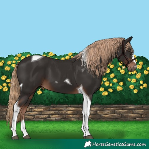 Horse Color:Liver Chestnut Tobiano 