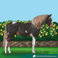 Horse Color:Liver Chestnut Tobiano 