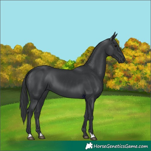 Horse Color:Black 