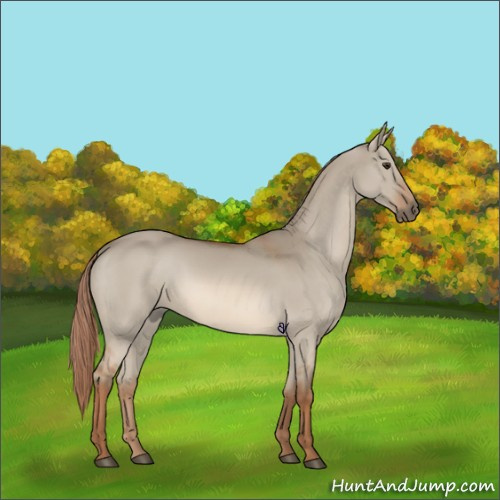 Horse Color:Red Dun 