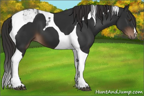 Horse Color:Liver Chestnut Tobiano