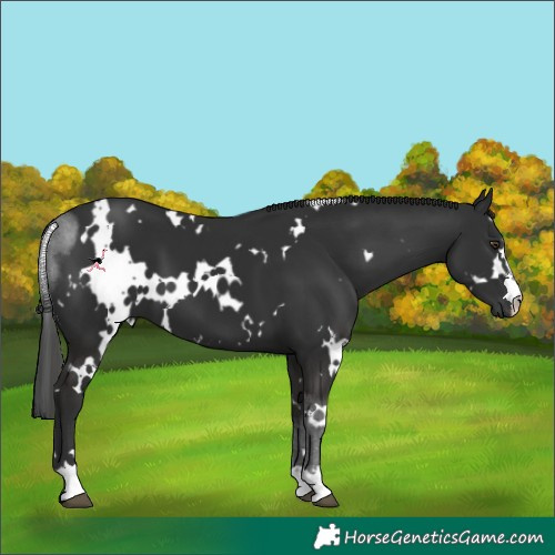 Horse Color:White Spotted Liver Chestnut