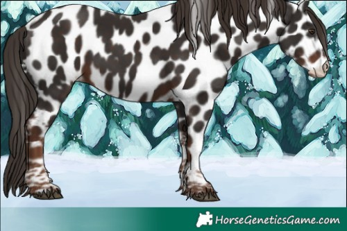 Horse Color:Liver Chestnut Tobiano Near Leopard