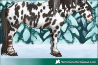 Horse Color:Liver Chestnut Tobiano Appaloosa