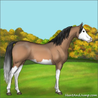Horse Color:Bay Dun Splash 