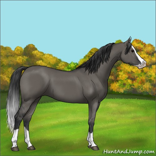 Horse Color:Grullo Splash 