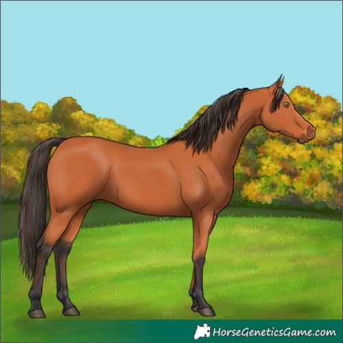 Horse Color:Bay 