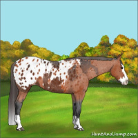 Horse Color:Brown Sabino Splash Appaloosa  and Bay Sabino Splash Appaloosa 