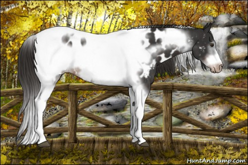 Horse Color:Liver Chestnut Tobiano Frame Appaloosa 