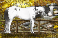 Horse Color:Liver Chestnut Tobiano Frame Appaloosa 