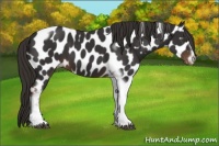 Horse Color:Liver Chestnut Tobiano Frame Appaloosa 
