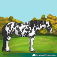 Horse Color:Black Tobiano Frame Appaloosa 