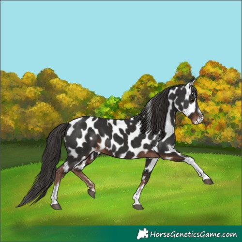 Horse Color:Liver Chestnut Tobiano Frame Appaloosa
