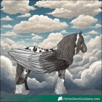 Horse Color:Liver Chestnut Tobiano Appaloosa 