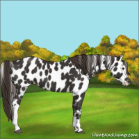Horse Color:Liver Chestnut Tobiano Appaloosa 
