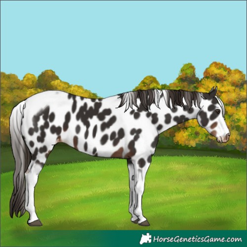 Horse Color:Liver Chestnut Tobiano Frame Appaloosa 