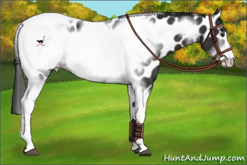 Horse Color:Liver Chestnut Tobiano Frame Appaloosa