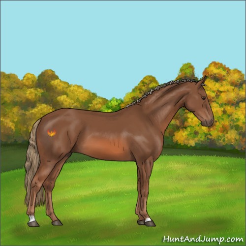 Horse Color:Chestnut 
