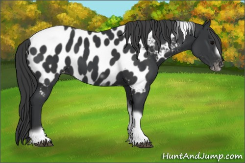 Horse Color:Black Tobiano Frame Appaloosa