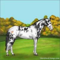 Horse Color:Black Tobiano Frame Appaloosa 
