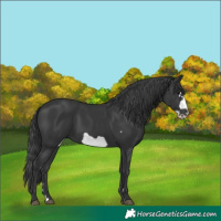 Horse Color:Black Frame Rabicano 