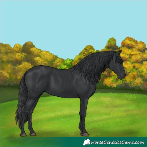 Horse Color:Black 